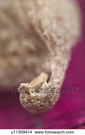 Picture - Eatable, Blurred, Dish, Cuisine, Close-Up, Appetizing. Fotosearch