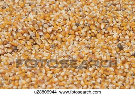 edible, corn, seed, component, crop, element View Large Photo Image Picture - edible, corn, seed, component, crop, element. Fotosearch