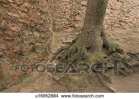 Picture - embedded, spreading, anchoring, roots, woven, root. Fotosearch
