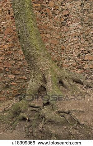 Stock Photograph - embedded, spreading, anchoring, roots, woven, root. Fotosearch