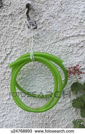 Stock Image - Flower, Leaves, Plant, Pipe. Fotosearch