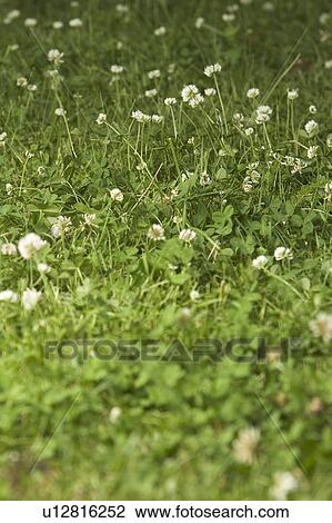 Stock Image - Flowers, Garden, Beauty, Blooms, Blossom. Fotosearch