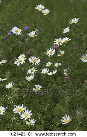 Stock Image - Flowers, Garden, Beauty, Blooms, Blossom. Fotosearch