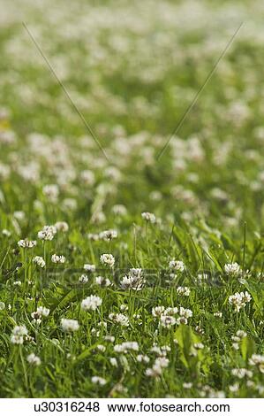 Stock Photo - Flowers, Green, Greenery, Nature, Blooms. Fotosearch