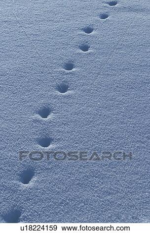 footsteps, footmark, marks, prints, footprints, surface View Large Photo Image Stock Photo - footsteps, footmark, marks, prints, footprints, surface. Fotosearch