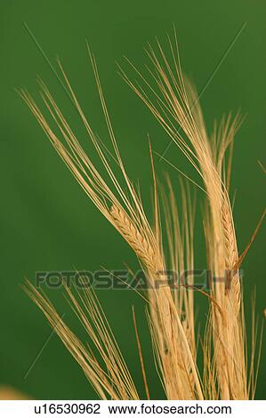 grain, produce, agriculture, wheat, grass, season View Large Photo Image Stock Image - grain, produce, agriculture, wheat, grass, season. Fotosearch