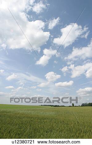 Stock Image - grass, shadow, wood, lush, natural, environment. Fotosearch