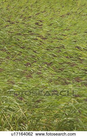 Stock Image - Green, Farm. Fotosearch