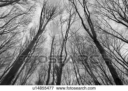 growth, dense, dense growth, natural, outdoors, plants View Large Photo Image Stock Photo - growth, dense, dense growth, natural, outdoors, plants. Fotosearch
