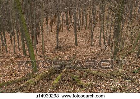 growth, dense, dense growth, natural, outdoors, plants View Large Photo Image Stock Photo - growth, dense, dense growth, natural, outdoors, plants. Fotosearch