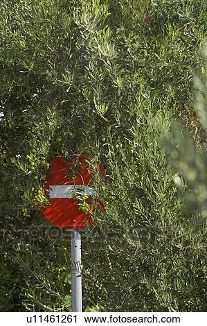 Indication, Board, Signboard, Arrow, Pointing, Trees View Large Photo Image Stock Image - Indication, Board, Signboard, Arrow, Pointing, Trees. Fotosearch