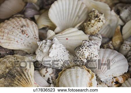 Large Group Of Objects, Ammonite, Conch, Fossil, Gastropods View Large Photo Image Stock Image - Large Group Of Objects, Ammonite, Conch, Fossil, Gastropods. Fotosearch