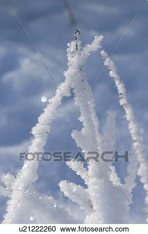 layer, thin, melting, surface, nature, freezing View Large Photo Image Stock Image - layer, thin, melting, surface, nature, freezing. Fotosearch