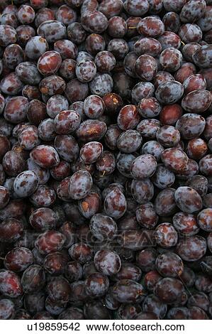 Stock Image - natural, fruit, grapes, wine grapes, purple, ripe. Fotosearch