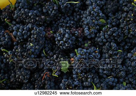 natural, fruit, grapes, wine grapes, purple, ripe View Large Photo Image Stock Photography - natural, fruit, grapes, wine grapes, purple, ripe. Fotosearch