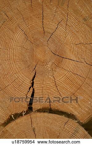 natural, outdoors, environment, arrangement, wood, wooden logs View Large Photo Image Picture - natural, outdoors, environment, arrangement, wood, wooden logs. Fotosearch