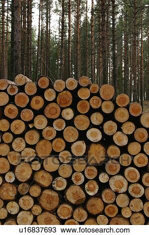 natural, outdoors, environment, arrangement, wood, wooden logs View Large Photo Image Stock Image - natural, outdoors, environment, arrangement, wood, wooden logs. Fotosearch