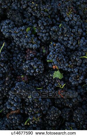 Stock Image - natural, storage, ripe, natural, fruit, grapes. Fotosearch