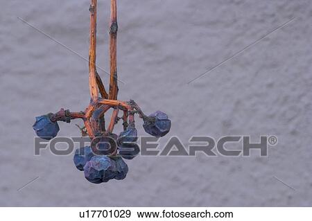 Stock Photo - ocean, blue, marine life, marine, calm, aquatic. Fotosearch