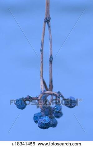 Stock Photograph - ocean, blue, marine life, marine, calm, aquatic. Fotosearch