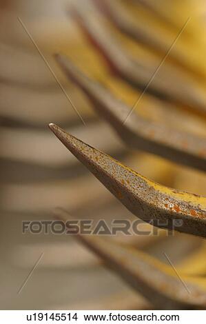 Picture - outdoor, barrier, barricade, iron, pointed, sharp. Fotosearch