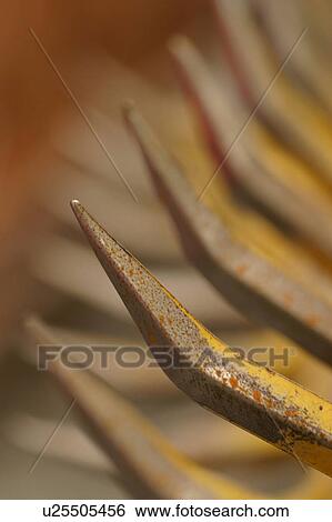 Stock Photograph - outdoor, barrier, barricade, iron, pointed, sharp. Fotosearch