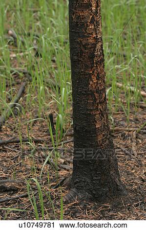 Stock Image - outdoor, nature, environment, beauty, climate, condition. Fotosearch