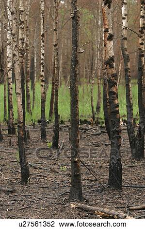 Stock Image - outdoor, nature, environment, beauty, climate, condition. Fotosearch