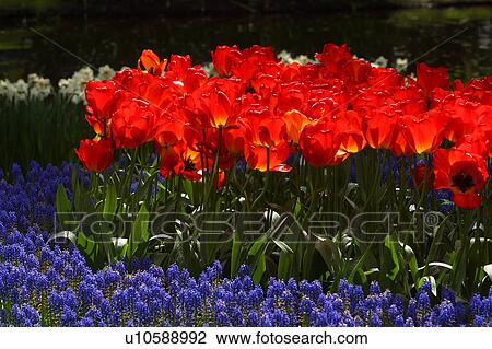 outdoors, day, daytime, sunny, garden, lawn View Large Photo Image Stock Image - outdoors, day, daytime, sunny, garden, lawn. Fotosearch