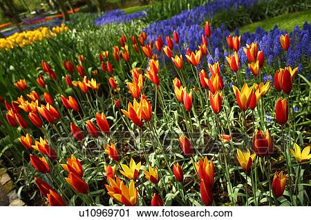 outdoors, day, daytime, sunny, garden, lawn View Large Photo Image Stock Image - outdoors, day, daytime, sunny, garden, lawn. Fotosearch
