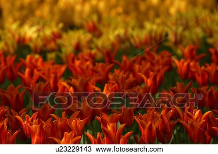 Stock Image - outdoors, day, daytime, sunny, garden, lawn. Fotosearch