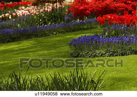 Stock Photo - outdoors, day, daytime, sunny, garden, lawn. Fotosearch