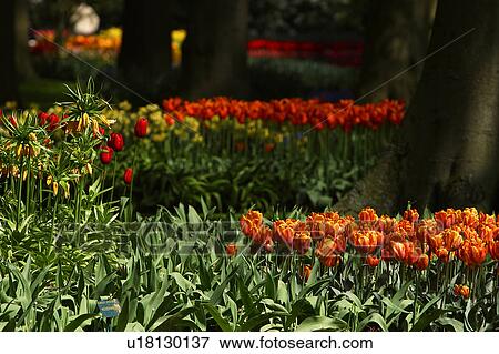 Stock Photo - outdoors, day, daytime, sunny, garden, lawn. Fotosearch
