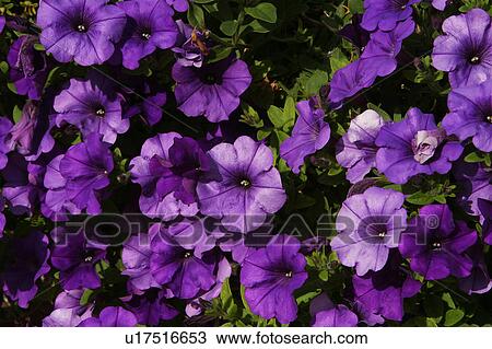 outdoors, natural, environment, beauty, serene, tranquil View Large Photo Image Stock Image - outdoors, natural, environment, beauty, serene, tranquil. Fotosearch