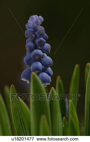 outdoors, natural, environment, beauty, season, blooms View Large Photo Image Stock Photo - outdoors, natural, environment, beauty, season, blooms. Fotosearch