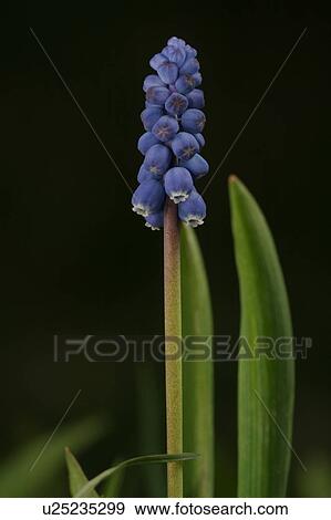 Stock Photo - outdoors, natural, environment, beauty, season, blooms. Fotosearch