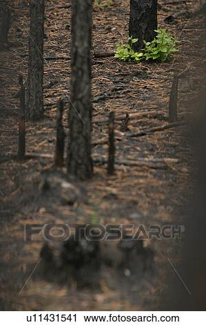outdoors, natural, environment, scenery, scenic, serene View Large Photo Image Stock Image - outdoors, natural, environment, scenery, scenic, serene. Fotosearch