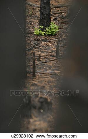 outdoors, natural, environment, scenery, scenic, serene View Large Photo Image Stock Image - outdoors, natural, environment, scenery, scenic, serene. Fotosearch