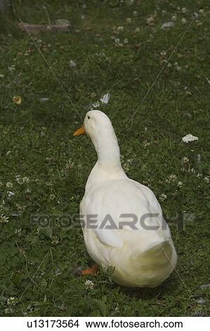 Picture - Outdoors, Vertebrate. Fotosearch