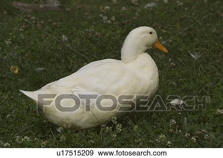 Stock Photo - Outdoors, Vertebrate. Fotosearch