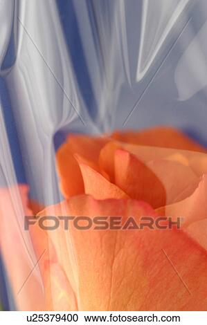 Stock Image - petal, blossom, nature, natural, grow, leaves. Fotosearch