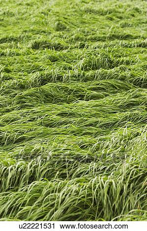 plant life, flora, growth, environment, grow, stalk View Large Photo Image Stock Image - plant life, flora, growth, environment, grow, stalk. Fotosearch