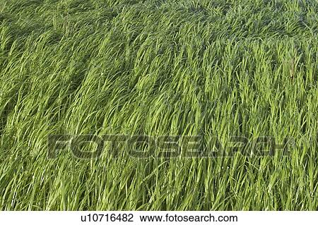 Stock Image - plant, plant life, flora, growth, green, environment. Fotosearch