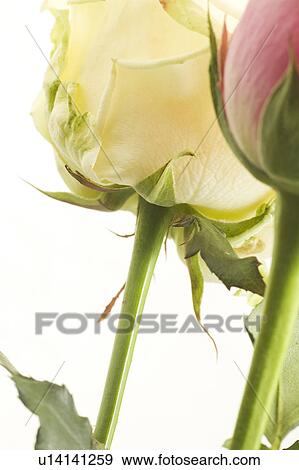 Rose, Petals View Large Photo Image Stock Photo - Rose, Petals. Fotosearch