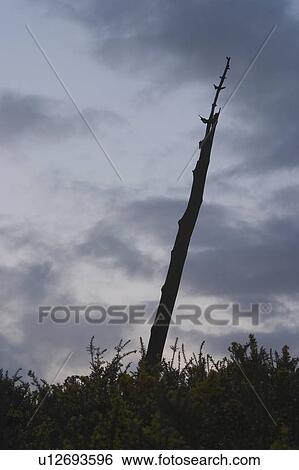 Stock Photograph - sky, dusk, dawn, grass, clouds, branch. Fotosearch