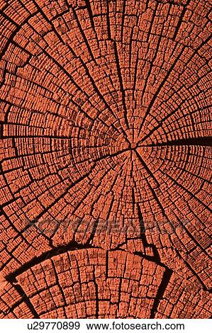 Stock Photo - surface, decorative, scheme, pattern, design, appearance. Fotosearch