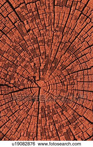 surface, decorative, scheme, pattern, design, appearance View Large Photo Image Stock Photograph - surface, decorative, scheme, pattern, design, appearance. Fotosearch