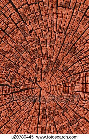 surface, decorative, scheme, pattern, design, appearance View Large Photo Image Stock Photography - surface, decorative, scheme, pattern, design, appearance. Fotosearch