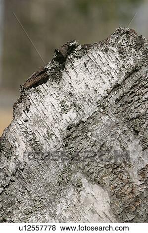 texture, background, tree, bark, wooden, brown View Large Photo Image Stock Photo - texture, background, tree, bark, wooden, brown. Fotosearch