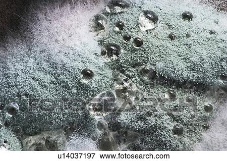 texture, close-up, decay, exposed, decomposing, decomposition View Large Photo Image Stock Photo - texture, close-up, decay, exposed, decomposing, decomposition. Fotosearch